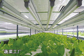 中國農(nóng)科院成功研制出國內(nèi)第一例智能植物工廠