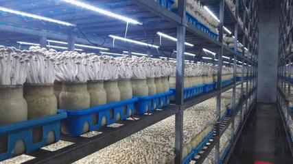 市投促局帶隊(duì)赴上海考察 四個(gè)項(xiàng)目達(dá)成共識(shí)